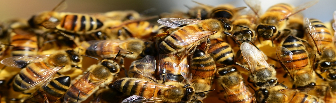 Food Wraps: Un Packaging aún más Sustentable