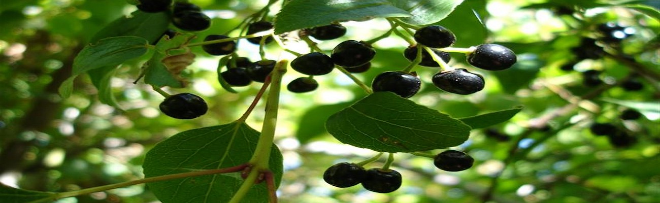 Frutos Silvestres en la industria alimentaria