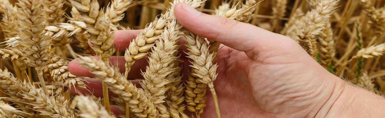 El Trigo y la guerra en Ucrania