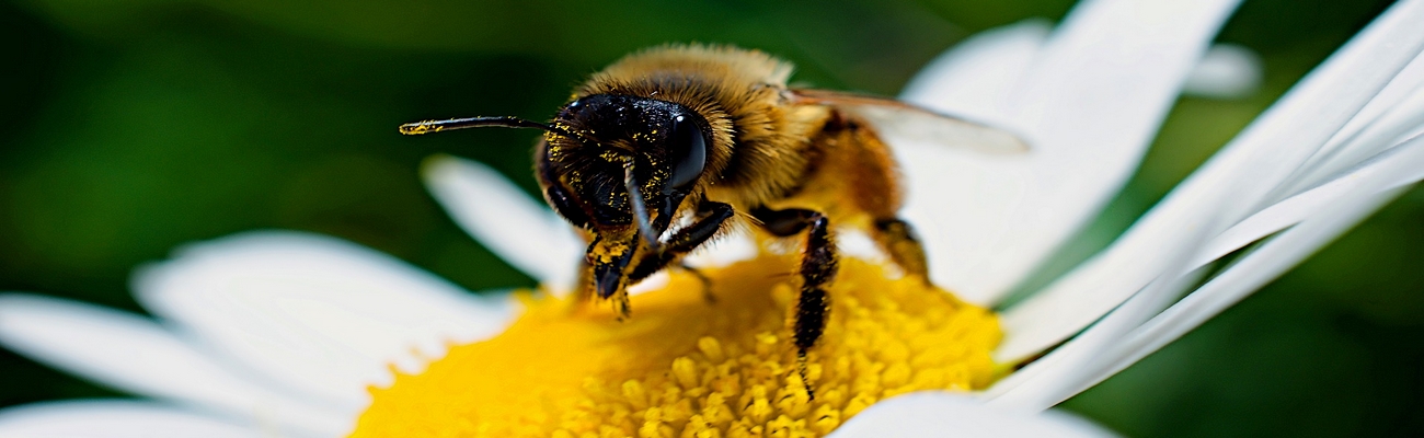 Día Mundial de las Abejas: no hay vida sin ellas
