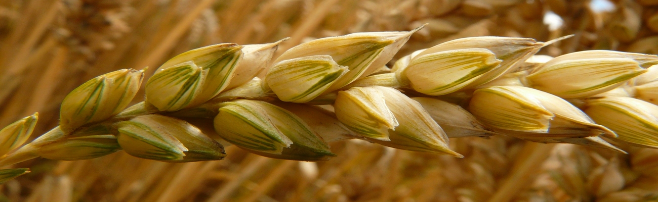 Persiste la inestabilidad en el mercado del Trigo