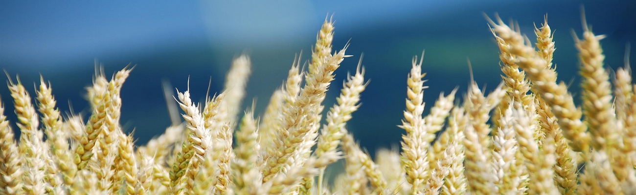 Consumo de trigo en Chile: El momento actual