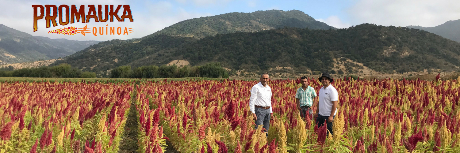 Promauka; Quínoa desde el pasado hacia nuestro futuro