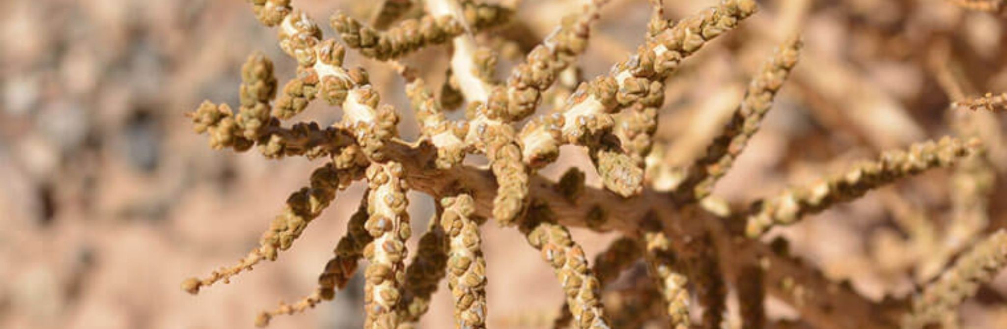 Diferenciarse. Distanciarse. Destacarse