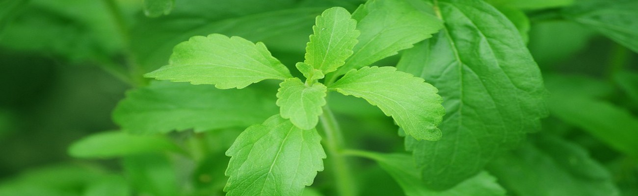 Endulzar sin Calorías podría ser una Realidad (Parte 1)