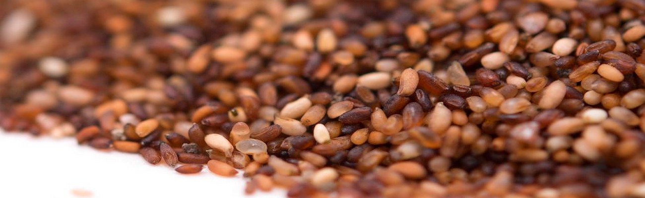 Cereal Teff: La Nueva Quínoa vendrá de Etiopía