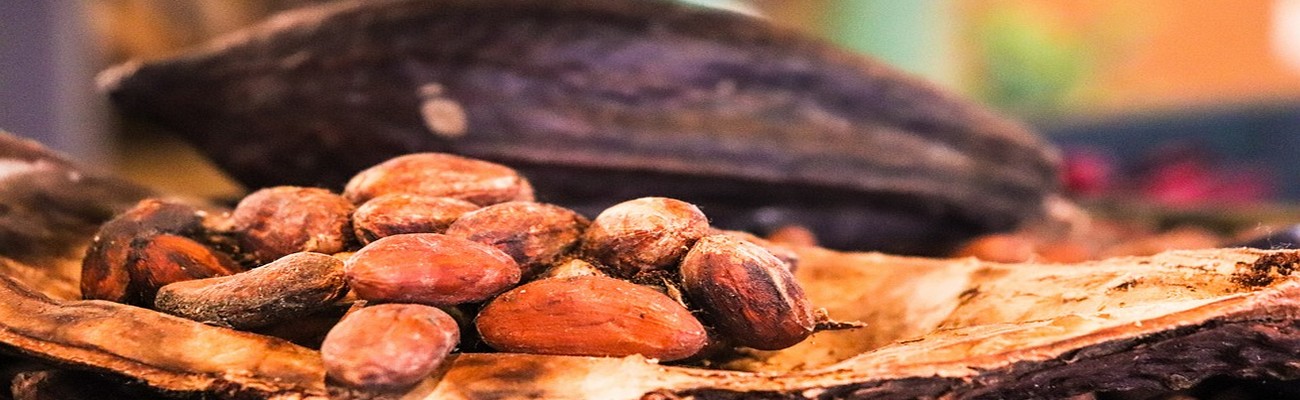 Desde África, el Cacao se Potencia
