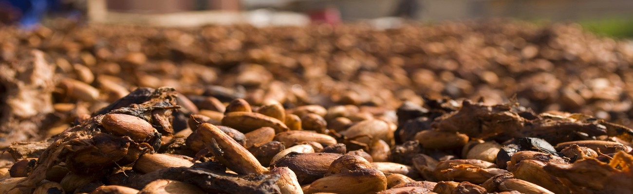 Trazabilidad del Cacao: ¿Para qué?