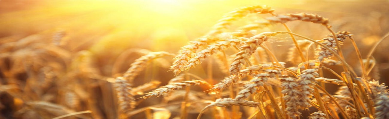 Los Primeros Cereales; Entre la Extinción y la Renovación